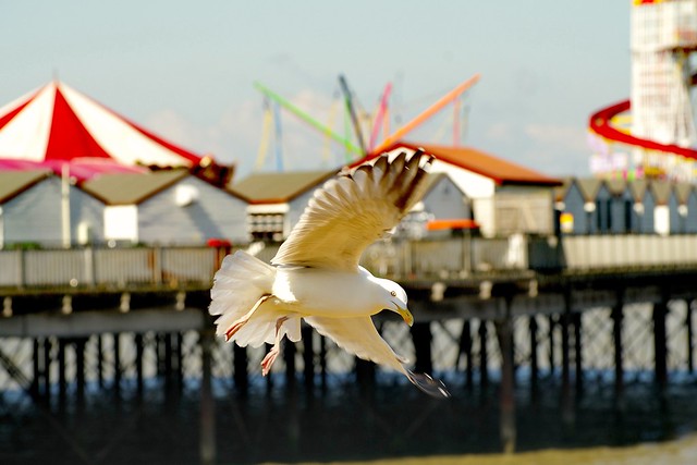 Gulls and their piers!