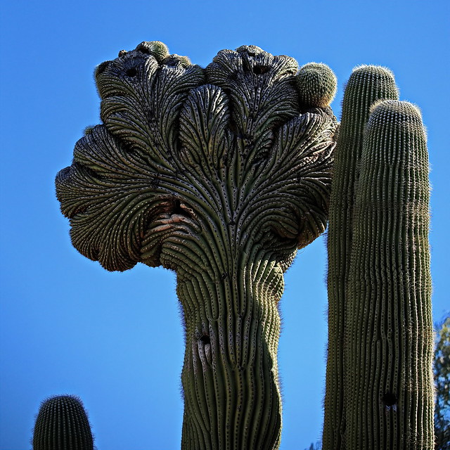 Crested Saguaro (Carnegiea gigantea)  - Desert Botanical Garden