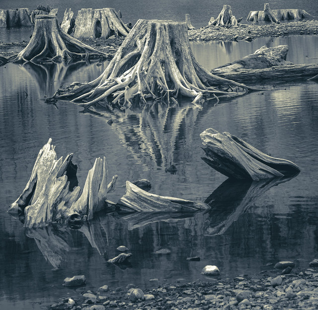 Stumps in the water