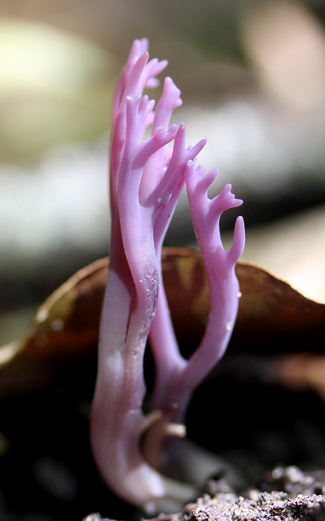 Purple Coral fungus (Clavaria zollingeri)