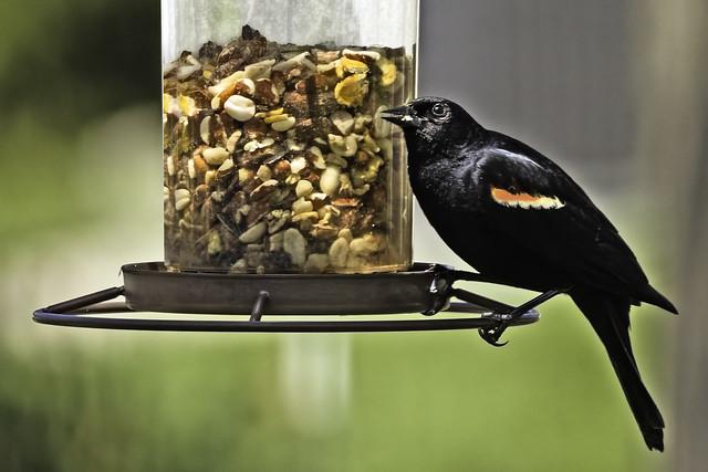 Red-winged Blackbird at the Bird Feeder