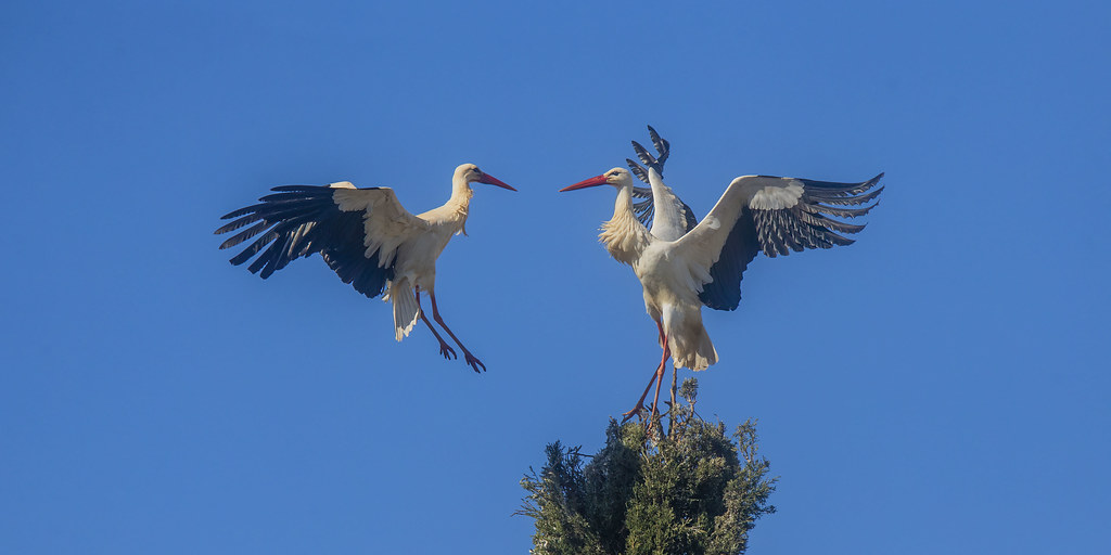 Lets Dance - White Storks