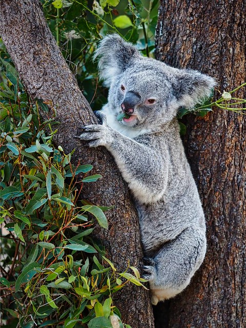 Koala at Taronga