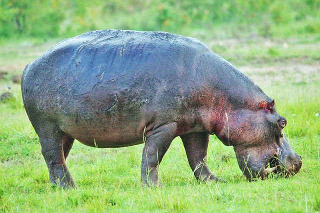 Battle Scarred Hippo Out  Of Water Grazing (Hippopotamus  amphibius)