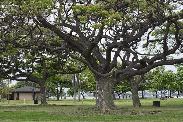 Monkeypod Trees