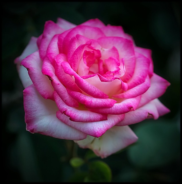 My variegated pink hybrid tea-rose