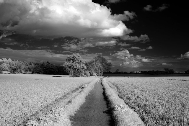 Between the fields, Infrared 720nm