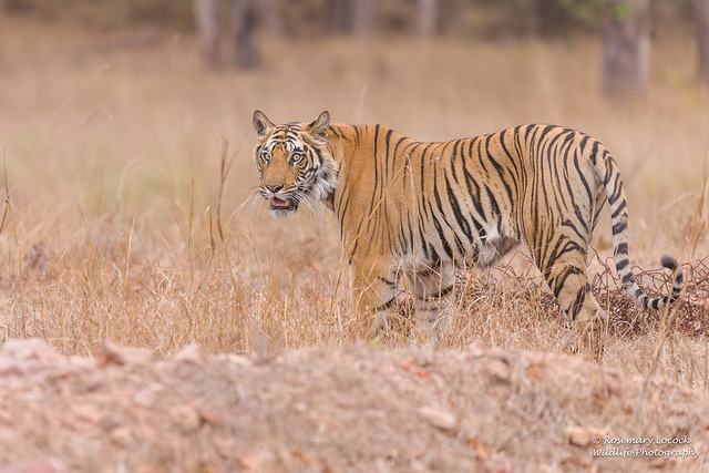 Female Bengal Tiger - Panthera tigres tigres