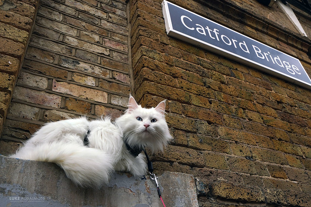 Cat At Catford Bridge Station