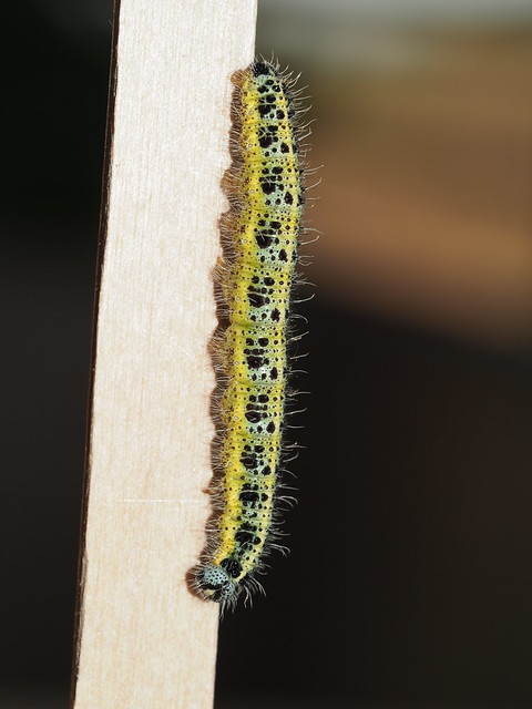 Oruga de mariposa / Butterfly's caterpillar ;-)