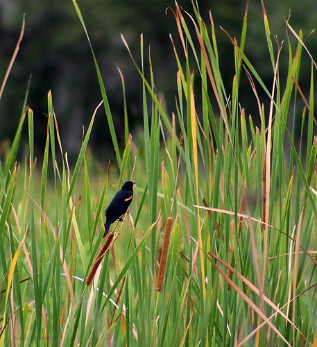 Red-Shouldered Blackbird | by galsafrafoto