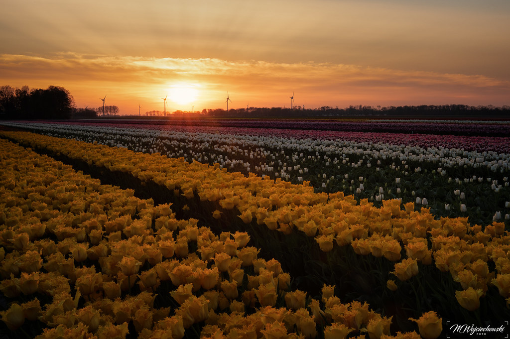 sunset over tulipfields