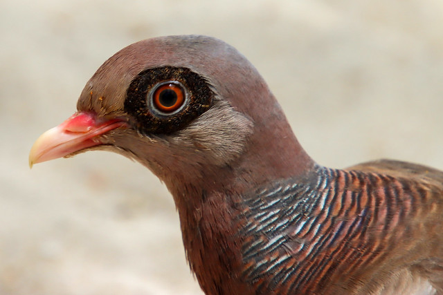 Portrait of a  Bare-eyed Pigeon (Patagioenas corensis)