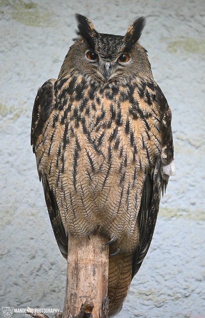 European eagle owl - Dierenpark Amersfoort