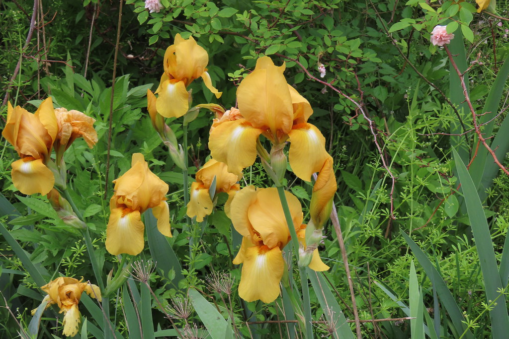Yellow irises in the garden of the Old Stone House, Georgetown