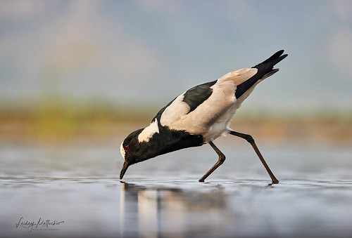 Blacksmith Lapwing | by lesleymattuchio