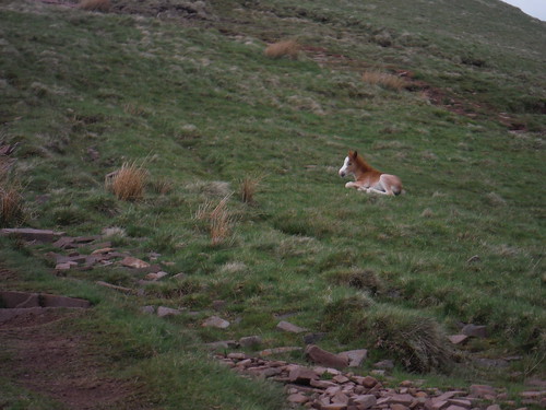 Very Young Foal on PyF ascent SWC 285 - Fan Dance (Brecon Beacons Endurance Walk)