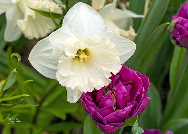 Daffodil & Purple Tulip.