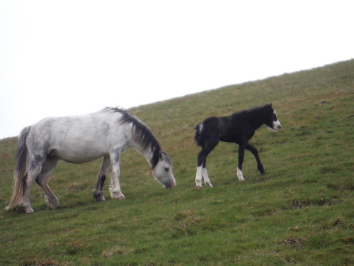 Wild Pony and Very Young Foal on PyF ascent SWC 285 - Fan Dance (Brecon Beacons Endurance Walk)