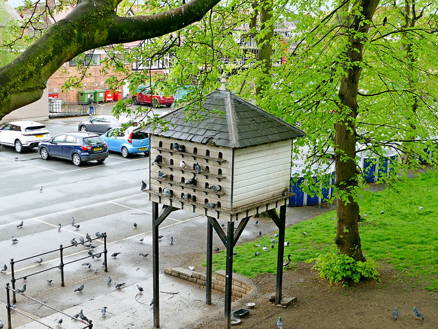 Chester Pigeon Feeding Station