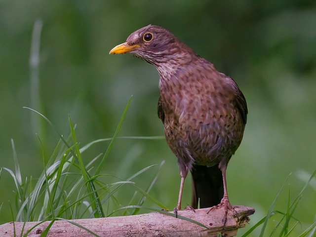 Amsel - Common Blackbird