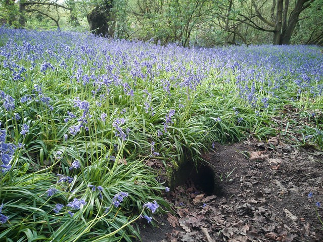 Bluebell burrow