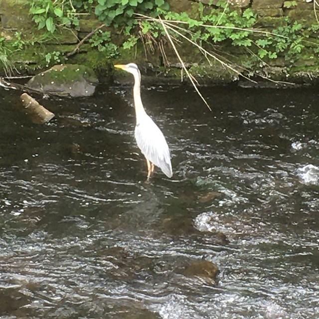 Heron in River Irwell outside B and M Bargains in Rawtenstall