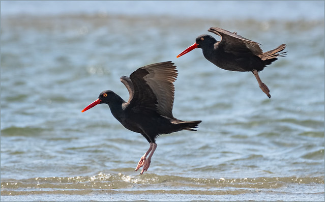 Oystercatchers in the Wind