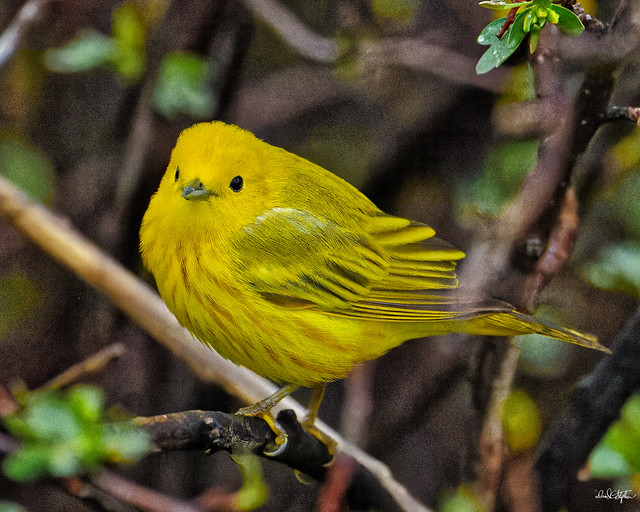 Yellow Warbler At Cherry Creek State Park