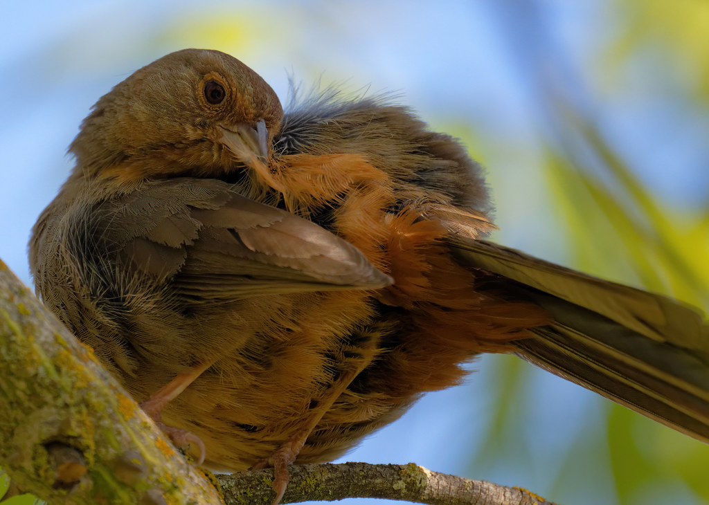upclose with a preening California towhee