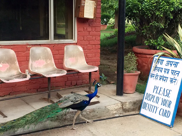 City Life - Peacock Sighting, Mausam Bhawan & Elsewhere