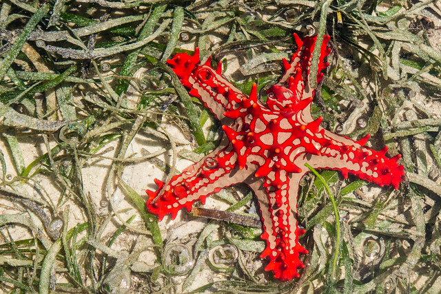 Coastal Star