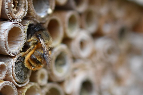 Buzzy Bee Butt | by suekelly52