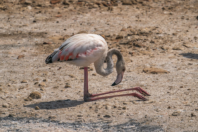 Flamingo in resting position