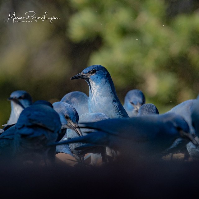 Image picked to represent ASMP/NANPA at Photoville 2023 NYC June 3-18. New Project: Pinyon jaysThey are much more gregarious than most jays. Very socialized, shy, and misunderstood often by raiding bird feeders by the hundreds.  Please follow.