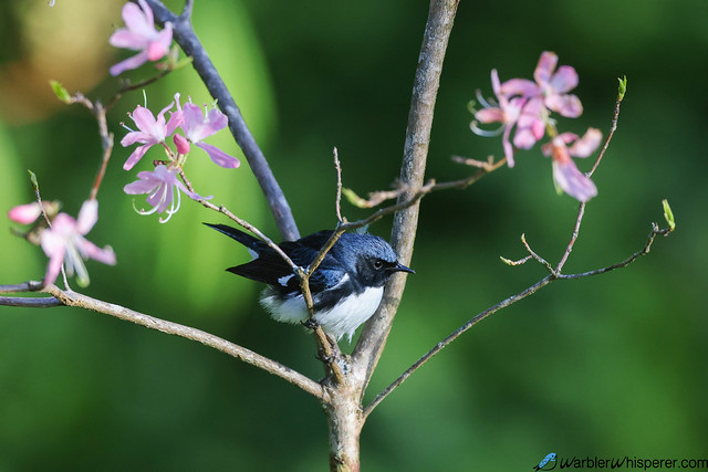 Black-throated Blue Warbler / North Carolina