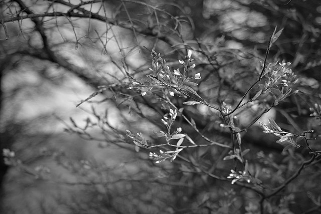 apple blossoms, bare branches, Atlantic Ocean, White Head, Monhegan Island, Maine, Nikon D3300, mamiya sekor 45mm f 2.8, edited in Fotor, 5.10.23
