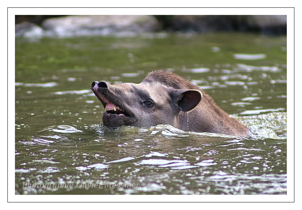Tapir du Brésil - Tapirus terrestris