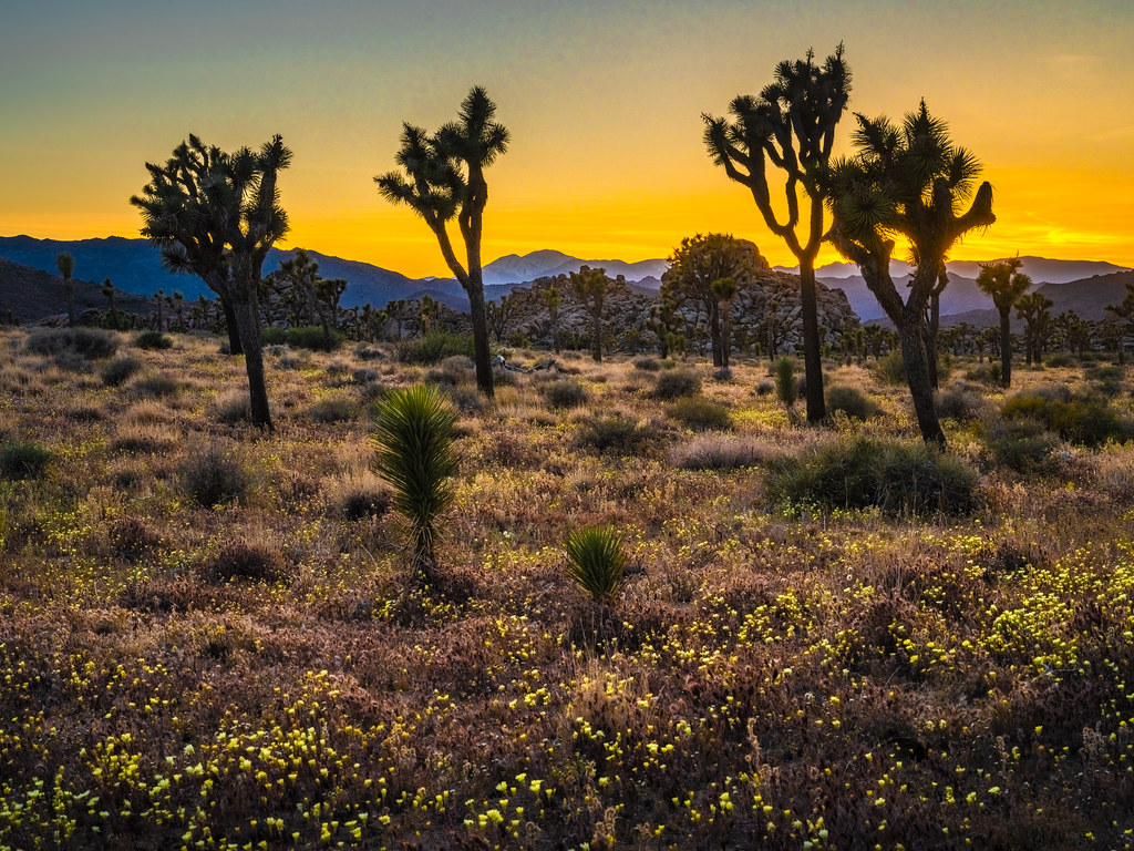 Joshua Tree National Park Wildflowers Superbloom Fuji GFX100s HDR Fine Art Landscape Photography California Desert Flowers! Yellow Flowers in JTNP! Dr. Elliot McGucken 45EPIC Master Medium Format  Photographer Fujifilm GFX 100s