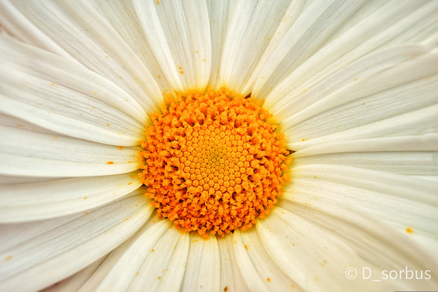 A macro of a daisy flower