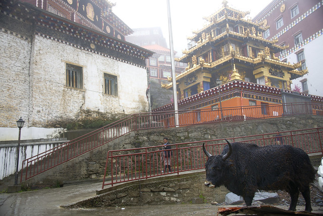 Yak Guarding the Katog monastery, Tibet 2018