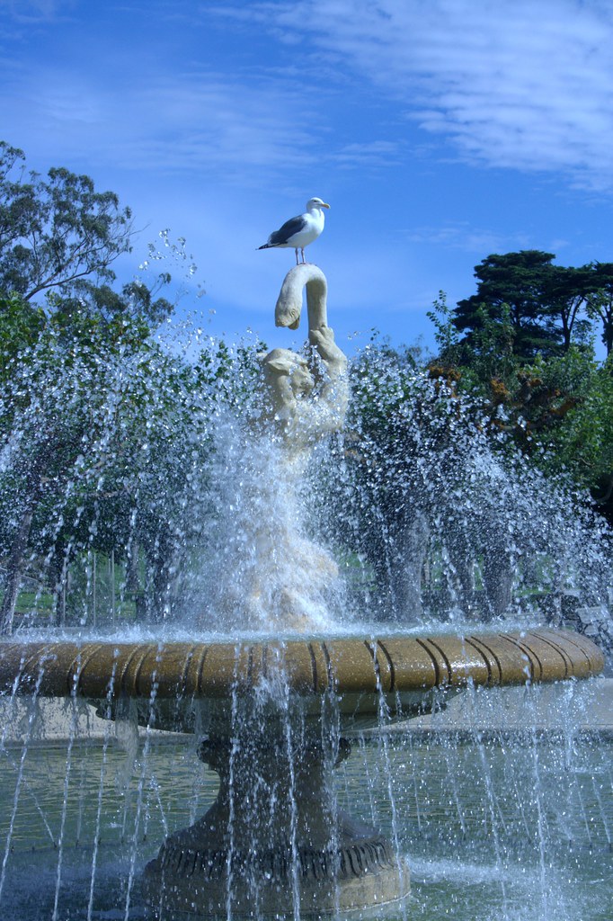 Gull | Golden Gate Park, San Fransisco. | Alex M | Flickr