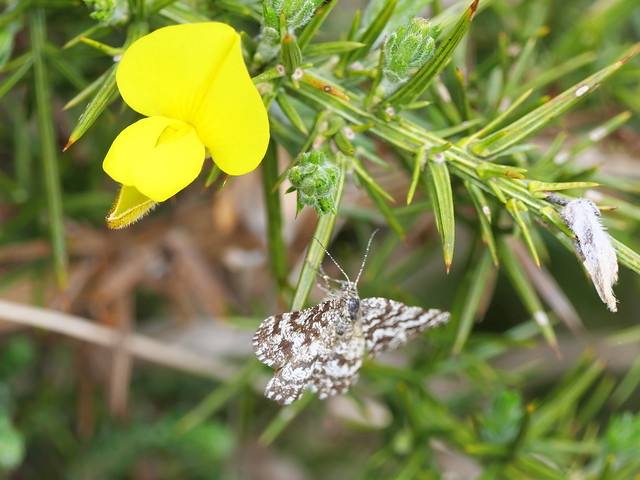 Common heath moth