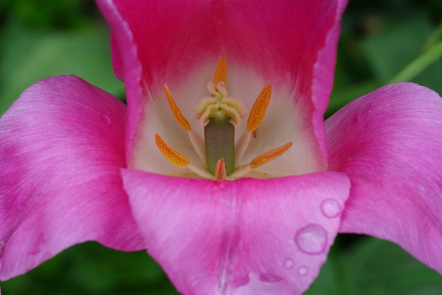 Tulpe in Pink