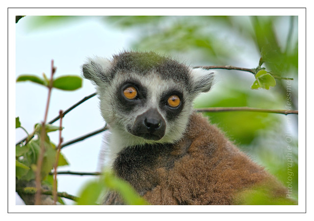 Maki catta - Lemur catta