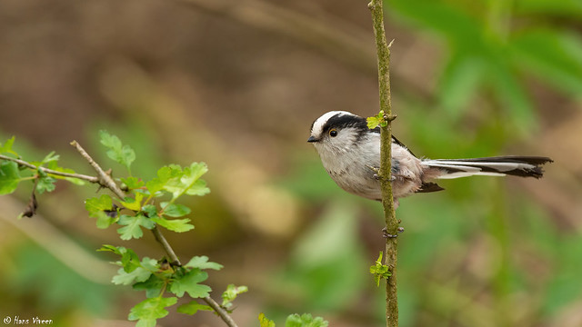 # Long-tailed tit,......