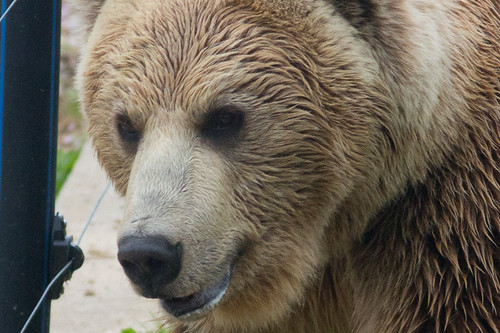 Brown Bear  - captive