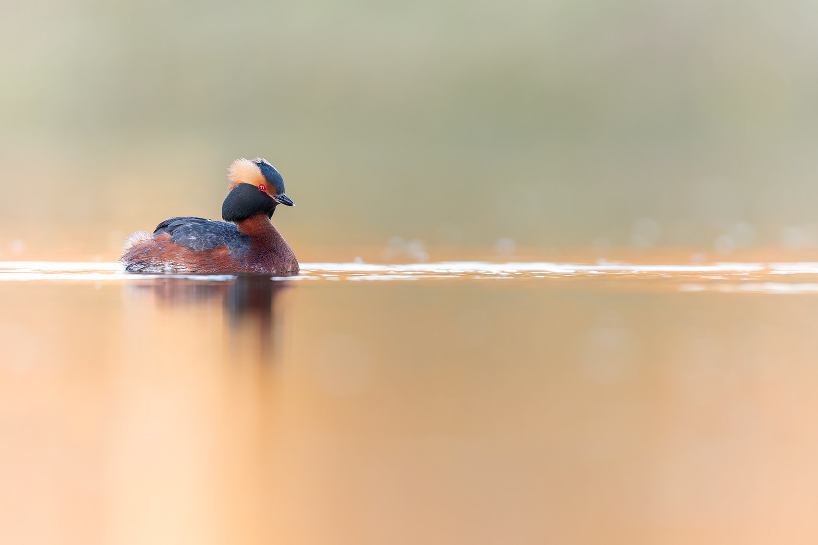 Podiceps auritus | Horned Grebe | svarthakedopping