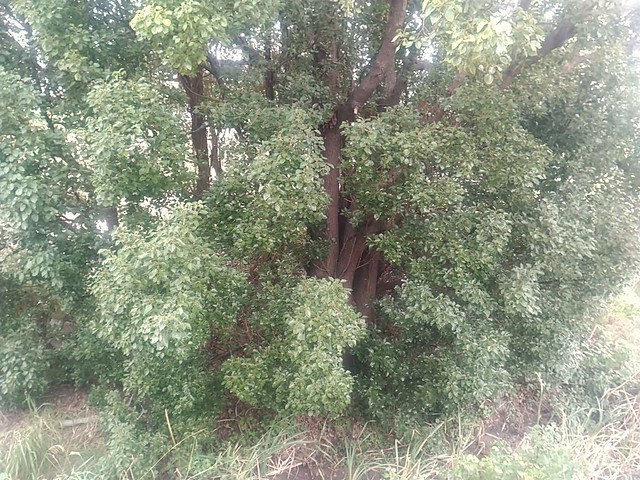 Toxic tree in the antipodes of Novocastria