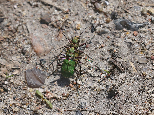 Grøn sandspringer (Green Tiger Beetle / Cicindela campestris)
